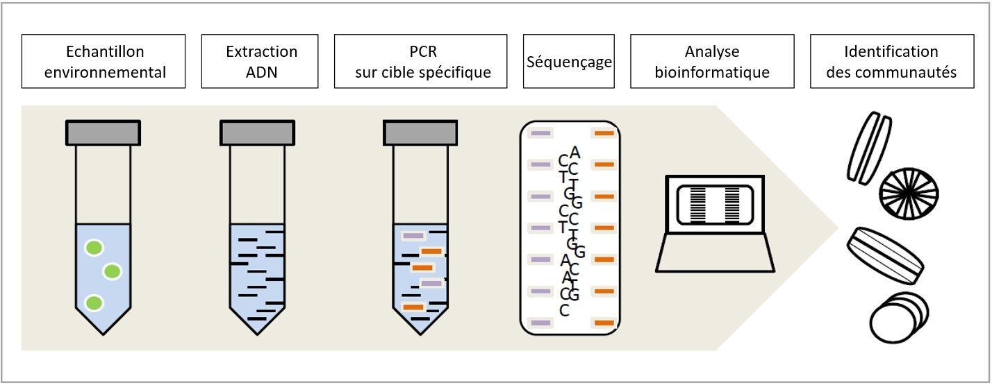 Etapes Metabarcoding